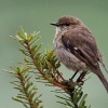 Lejscik tasmansky - Melanodryas vittata - Dusky Robin o3067